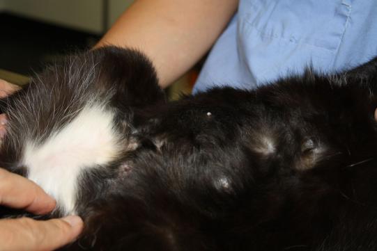 Babette Weiterer Verlauf 4