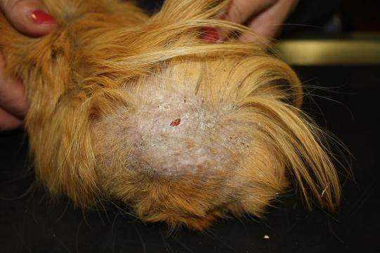 Chip Weiterer Verlauf