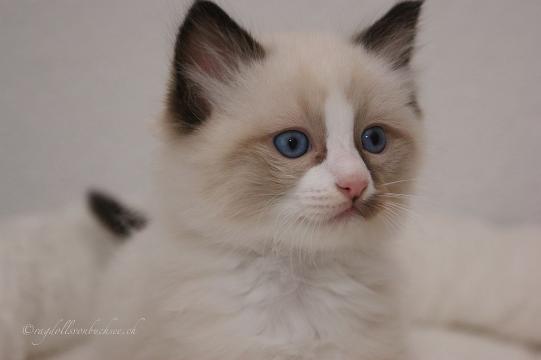 Bao-Remi Vorgeschichte