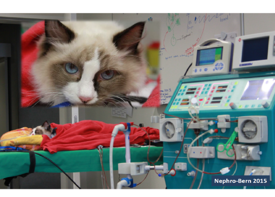 Bao-Remi Weiterer Verlauf