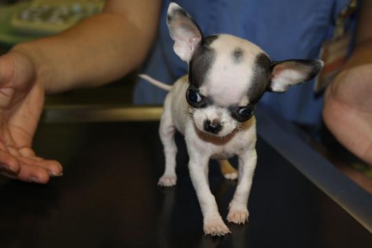 Charly Vorgeschichte