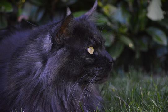 Manolo Vorgeschichte