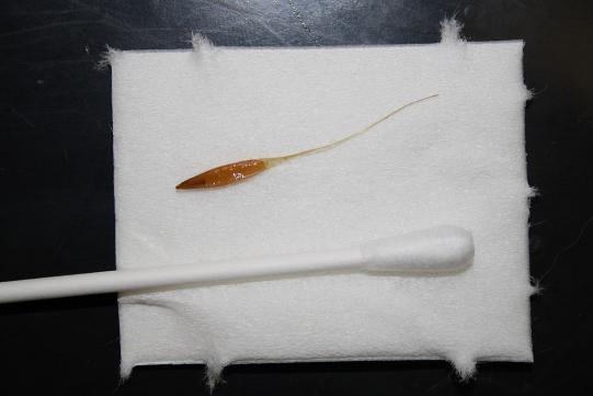 Meite Wissenschaftliches