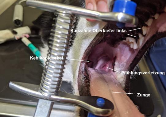 JIMI, Hauskatze, männlich-kastriert, 7 Jahre alt