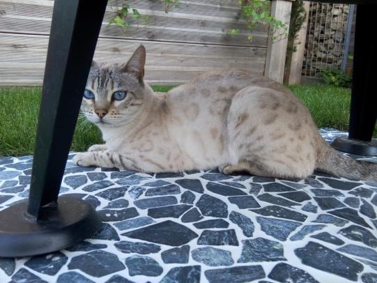 ALEA, Bengalkatze, weiblich-kastriert, 4 Jahre alt