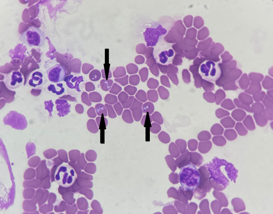 Blutausstrich - Schwarze Pfeile: Babesien innerhalb der roten Blutkörperchen (mit herzlichem Dank an Dr. M. Willen / Laboklin)