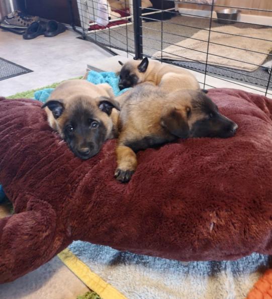 JIMI, Hauskatze, männlich-kastriert, 7 Jahre alt 