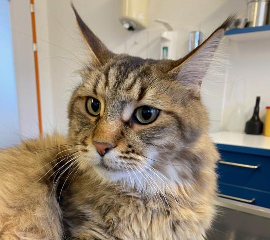 Charly, Maine Coon, männlich-kastriert, 4 Jahre alt