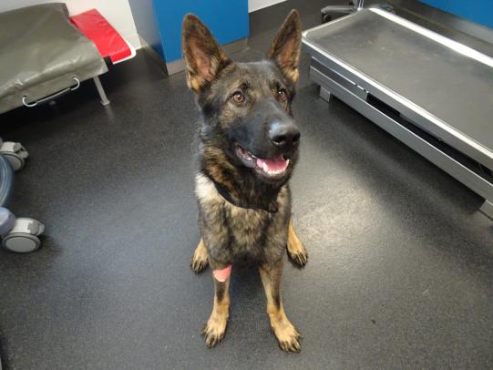 Deutscher Schäferhund Rüde