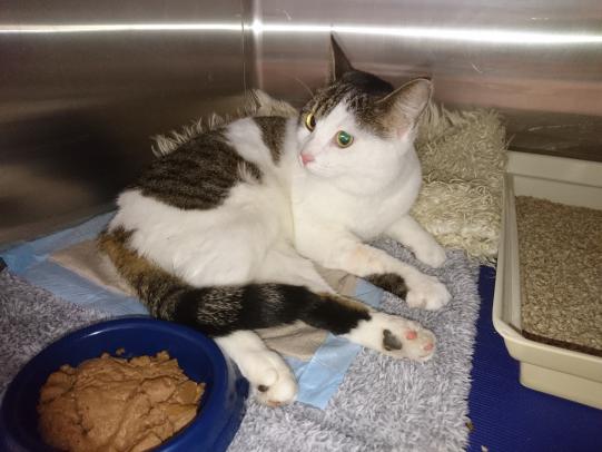 Findelkatze, weiblich kastriert