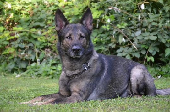 JARI, Deutscher Schäferhund, männlich, 8 Jahre alt