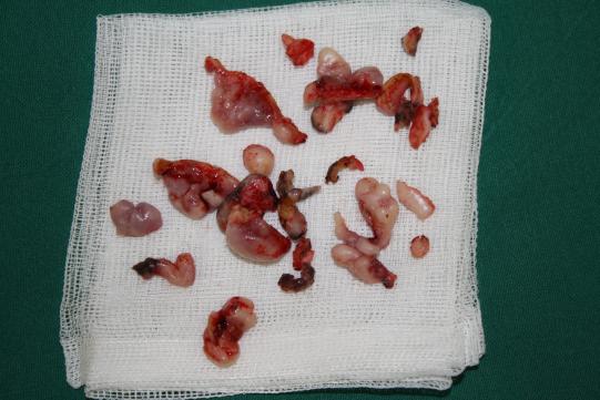 JIMI, Hauskatze, männlich-kastriert, 7 Jahre alt 