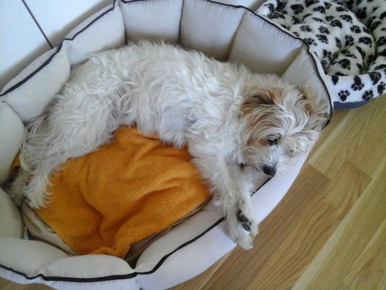 PALOMA, Foxterrier-Mischling, weiblich-kastriert, 8 Jahre alt