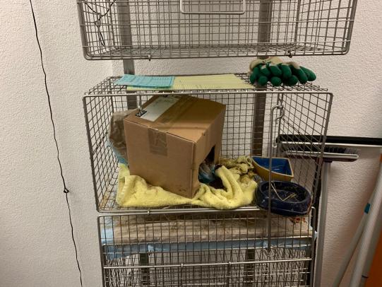 JIMI, Hauskatze, männlich-kastriert, 7 Jahre alt