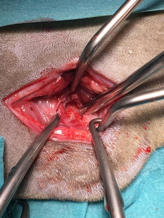 Diagnosesicherung und chirurgische Therapie