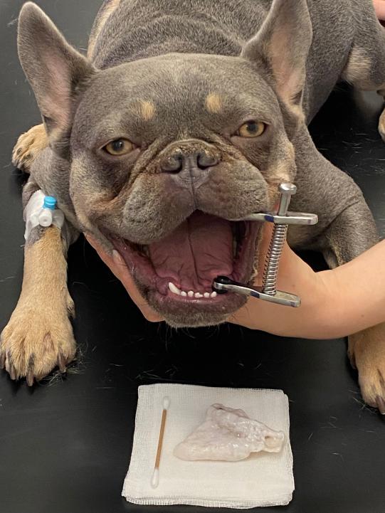 Fremdkörper entfernt