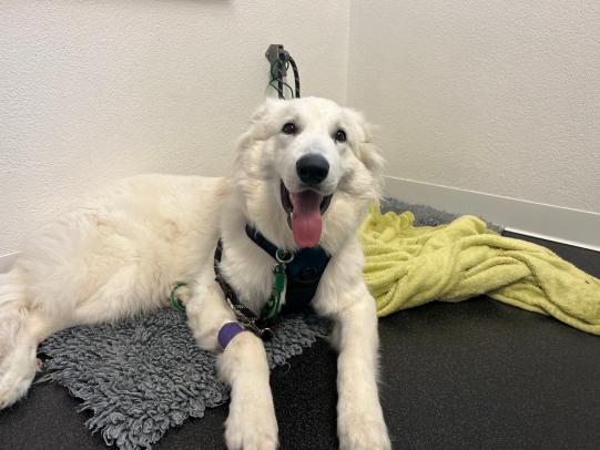 Timour, Berger Blanc Suisse, 7 Monate alt