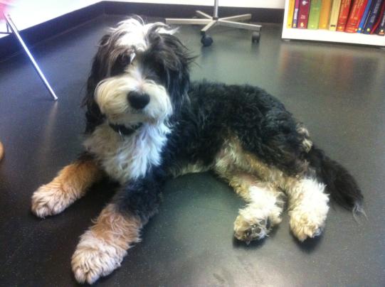 PASCO, Mischling, männlich, 12 Jahre alt