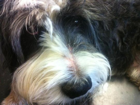 Untersuch und Diagnosestellung