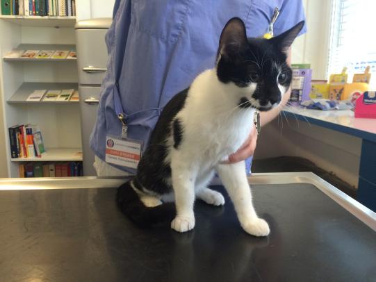 BALOU, Hauskatze, männlich, 4 Monate alt