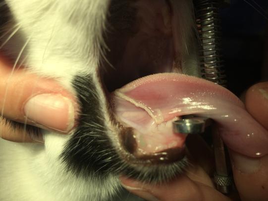 Untersuch und Diagnosestellung