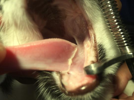 Untersuch und Diagnosestellung