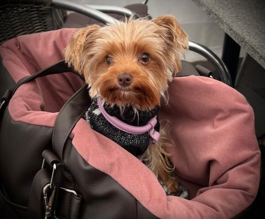 JIMI, Hauskatze, männlich-kastriert, 7 Jahre alt