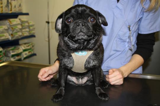 LOU, Mops, weiblich-kastriert, 5 Jahre alt