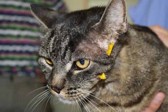 ADLIN, Malinois, weiblich, 1 Jahr alt