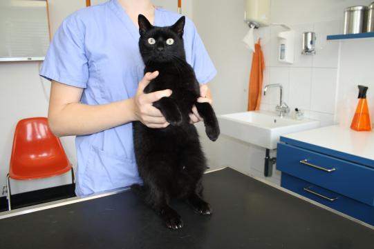 OZZY, Hauskatze, männlich-kastriert, 4 Jahre alt