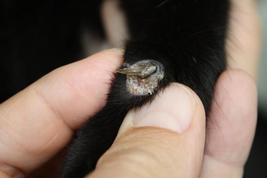 Untersuch und Diagnosestellung