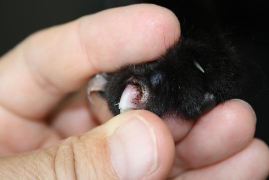 Untersuch und Diagnosestellung