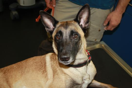 ADLIN, Malinois, weiblich, 1 Jahr alt