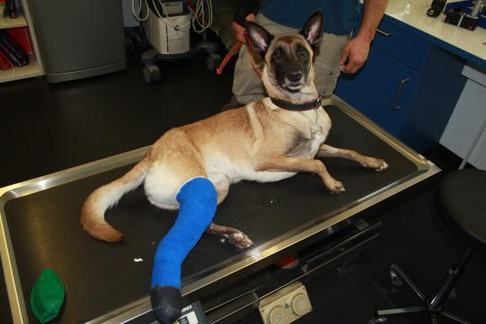 Therapie und weiterer Verlauf