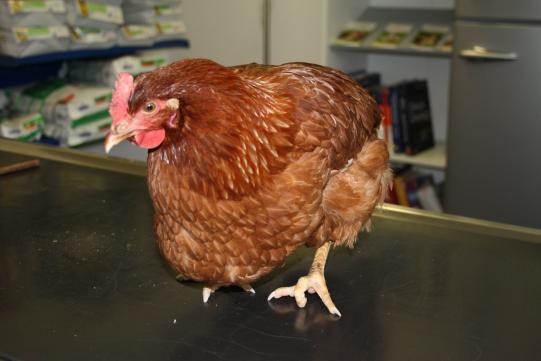 Untersuch und Diagnose