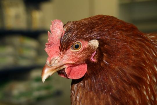 SUSI, Legehenne, ca. 3 Jahre alt