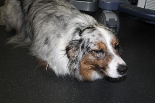 Therapie und weiterer Verlauf