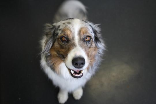 HONEY, Australian Shepherd, weiblich-kastriert, 3 Jahre alt