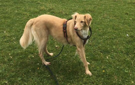 BAILEYS, Mischling, weiblich-kastriert, 6 Jahre alt