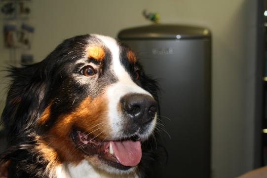 "Ti Amo", Berner Sennenhund, weiblich, 2 Jahre alt