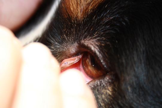 Untersuch und Diagnosestellung