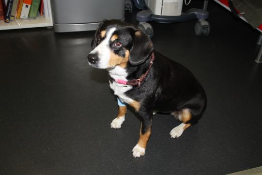 LONA, Entlebucher Sennenhund, weiblich-kastriert, 5 Jahre alt