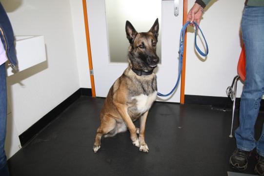 IVY, Malinois, weiblich-kastriert, 2 Jahre alt