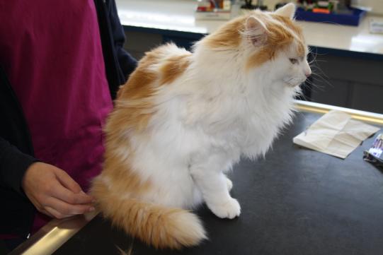 JIMI, Hauskatze, männlich-kastriert, 7 Jahre alt 