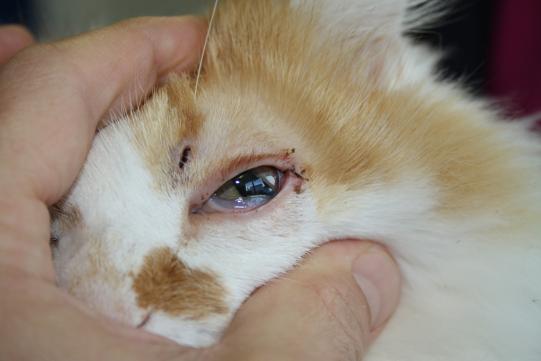 JIMI, Hauskatze, männlich-kastriert, 7 Jahre alt 