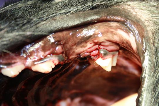 Extraktionsstelle nach der Operation