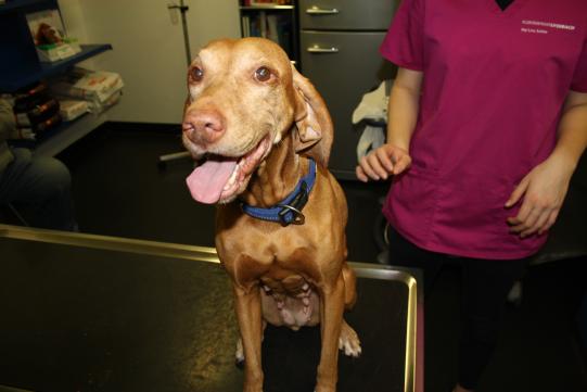 JIMI, Hauskatze, männlich-kastriert, 7 Jahre alt 