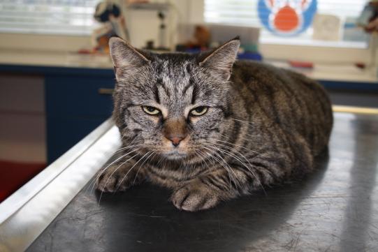 ARYA, Hauskatze, weiblich-kastriert, 8 Jahre alt