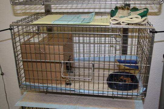 JIMI, Hauskatze, männlich-kastriert, 7 Jahre alt 