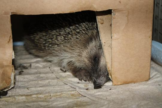 JIMI, Hauskatze, männlich-kastriert, 7 Jahre alt 